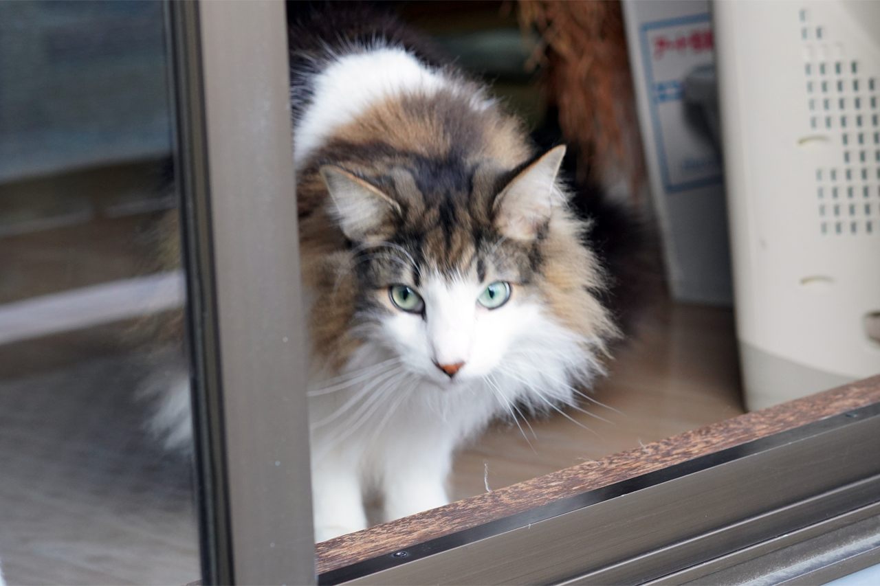 f:id:kazuhiro0214:20210131001634p:plain