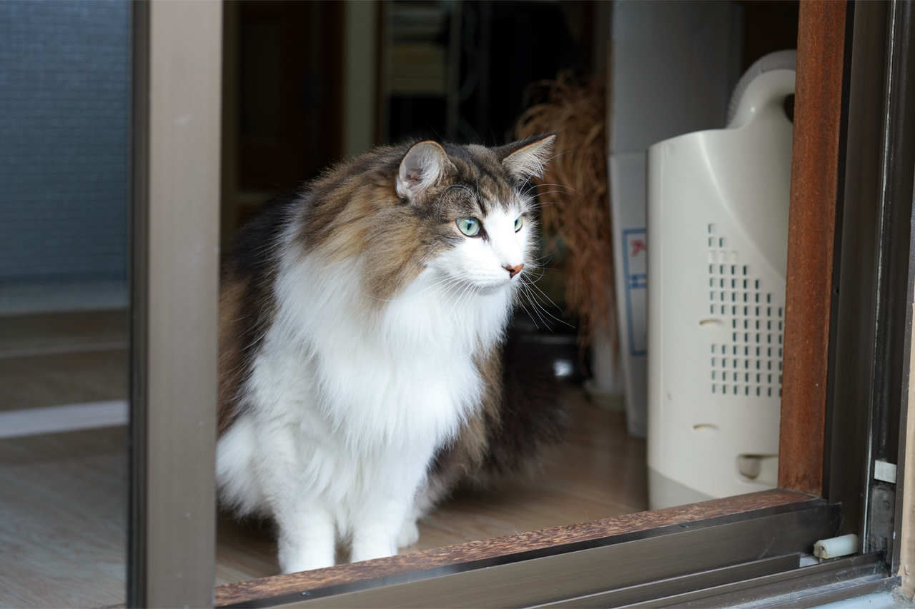 f:id:kazuhiro0214:20210131001811p:plain