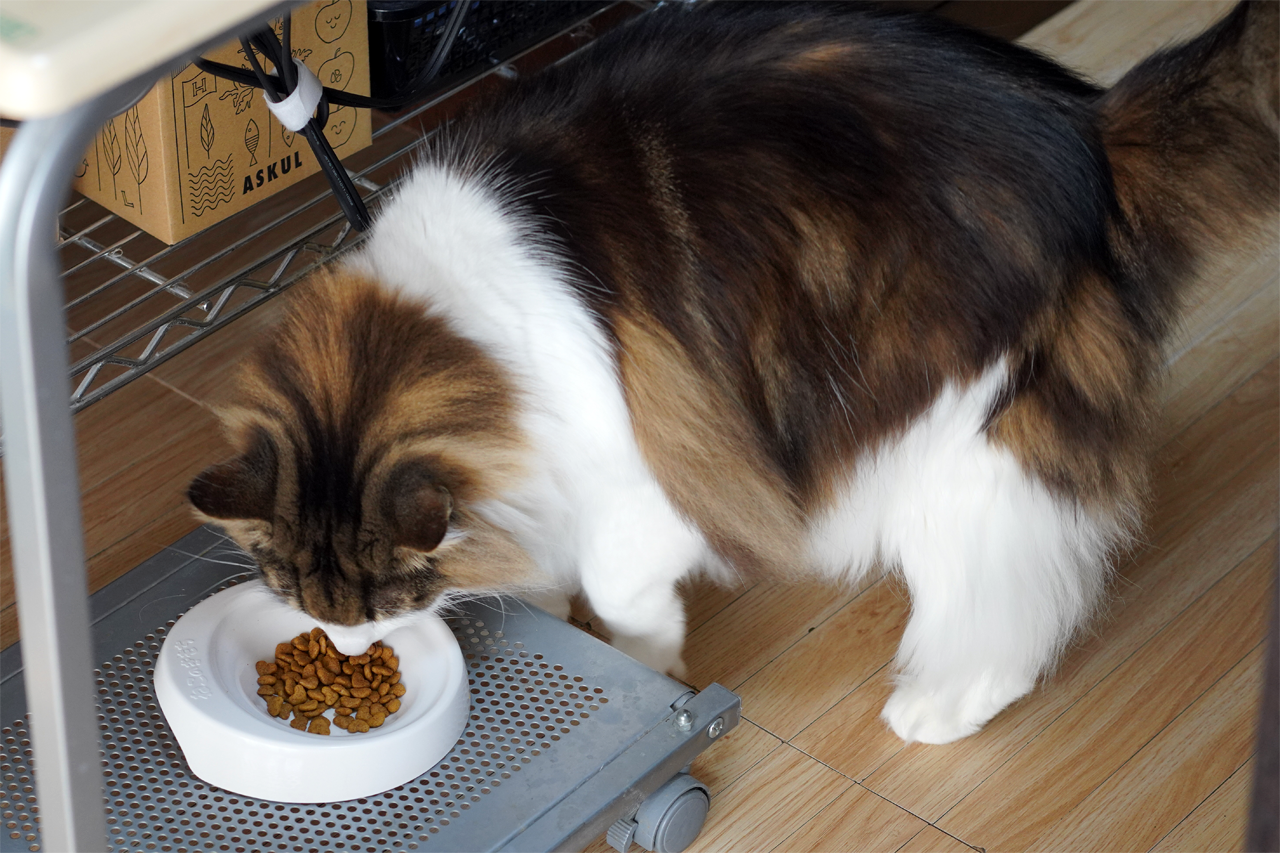 f:id:kazuhiro0214:20210131001939p:plain