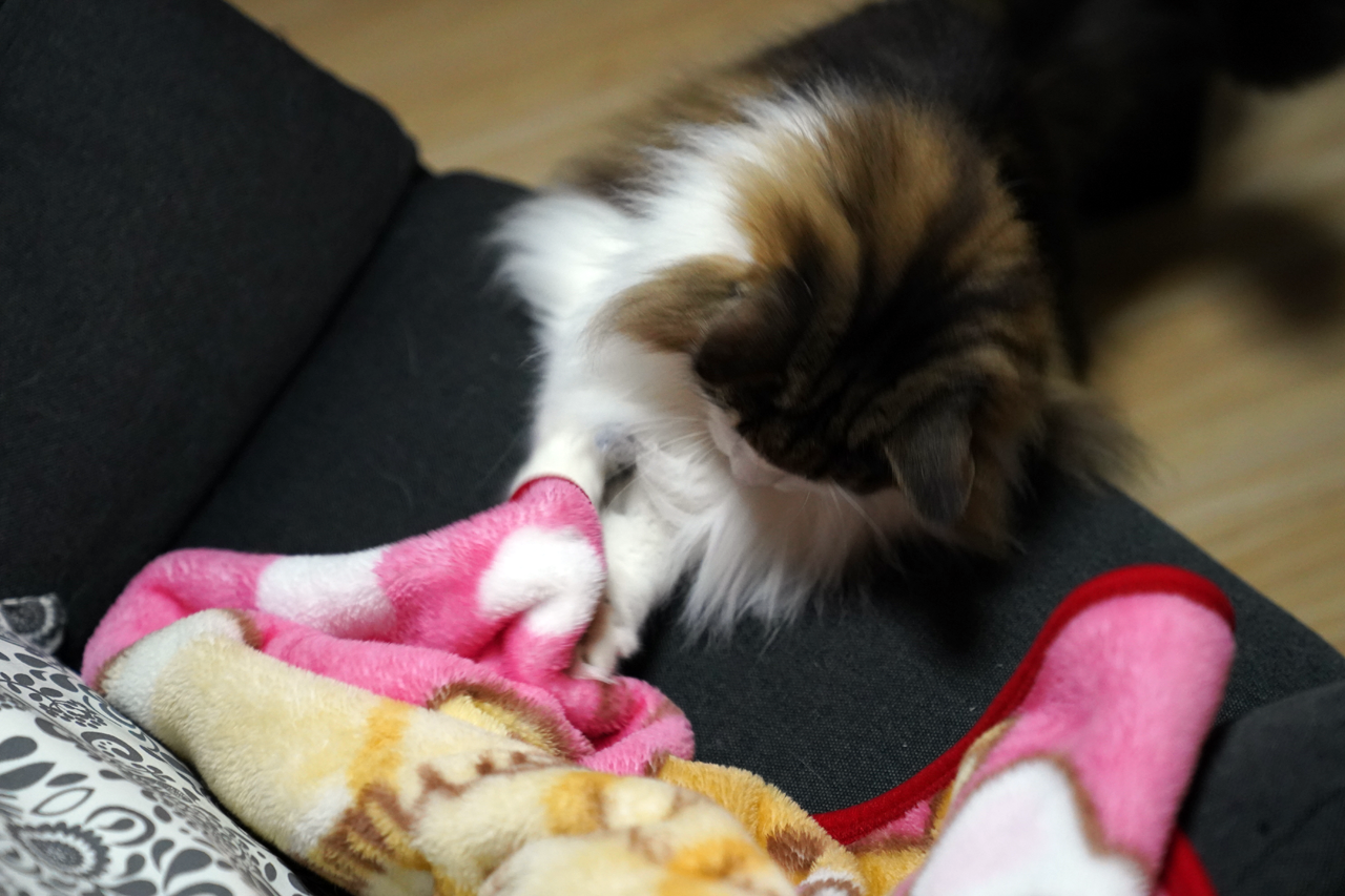 f:id:kazuhiro0214:20210205232620p:plain
