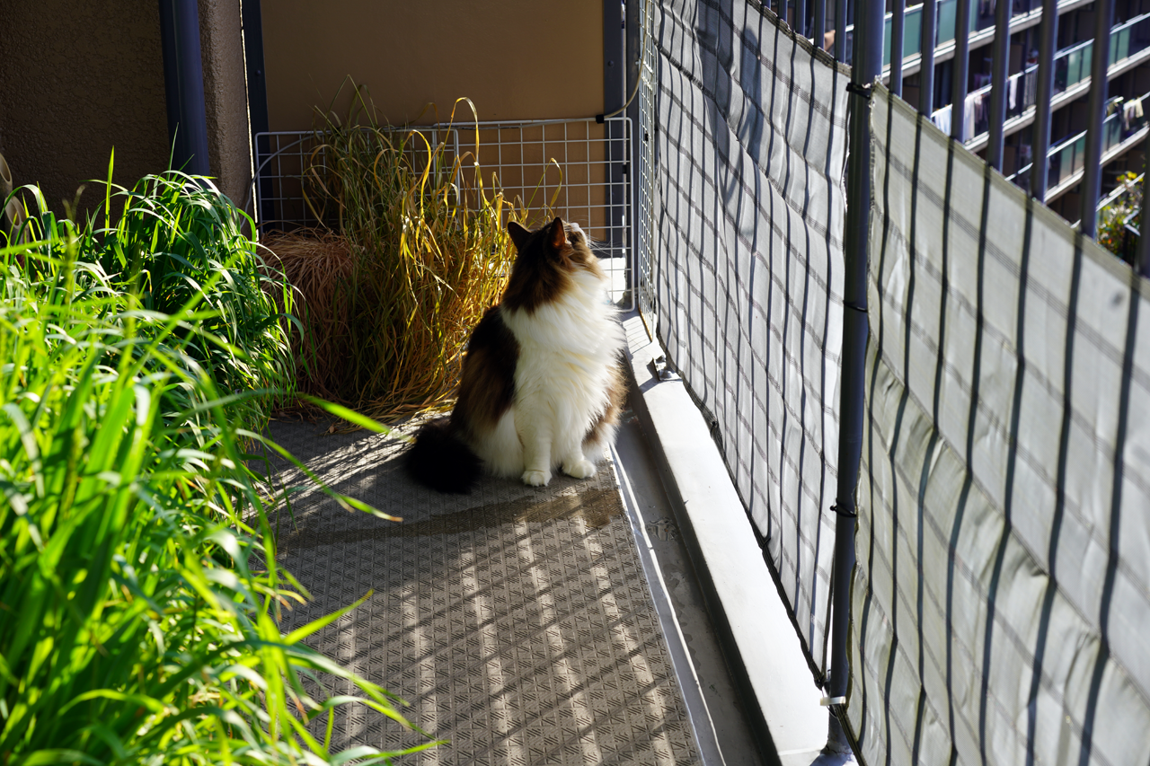 f:id:kazuhiro0214:20210221225512p:plain