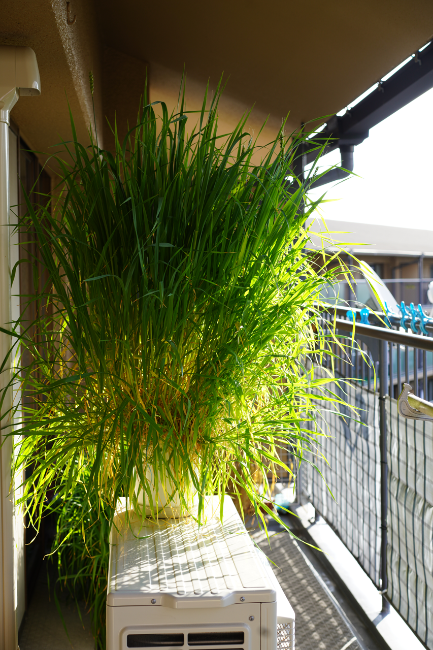 f:id:kazuhiro0214:20210221225532p:plain