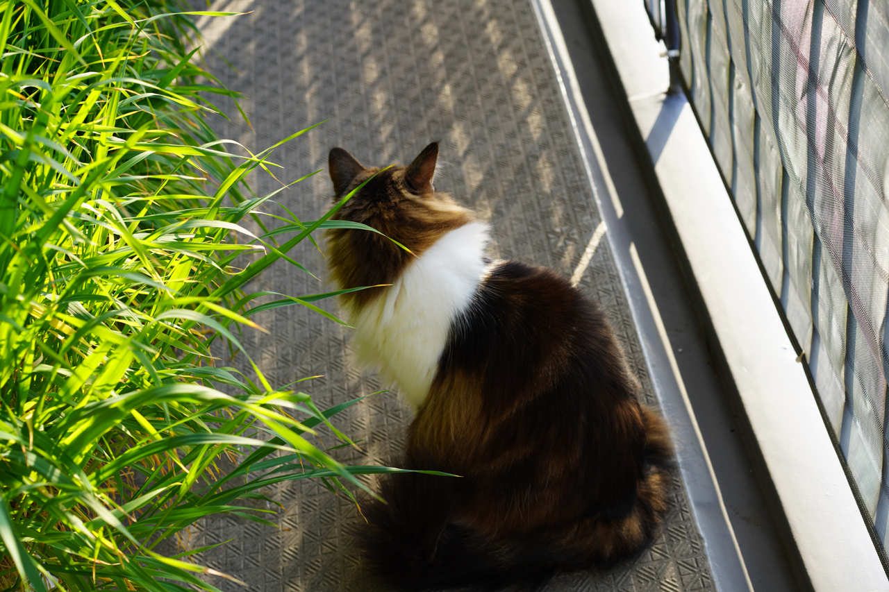 f:id:kazuhiro0214:20210221225750p:plain
