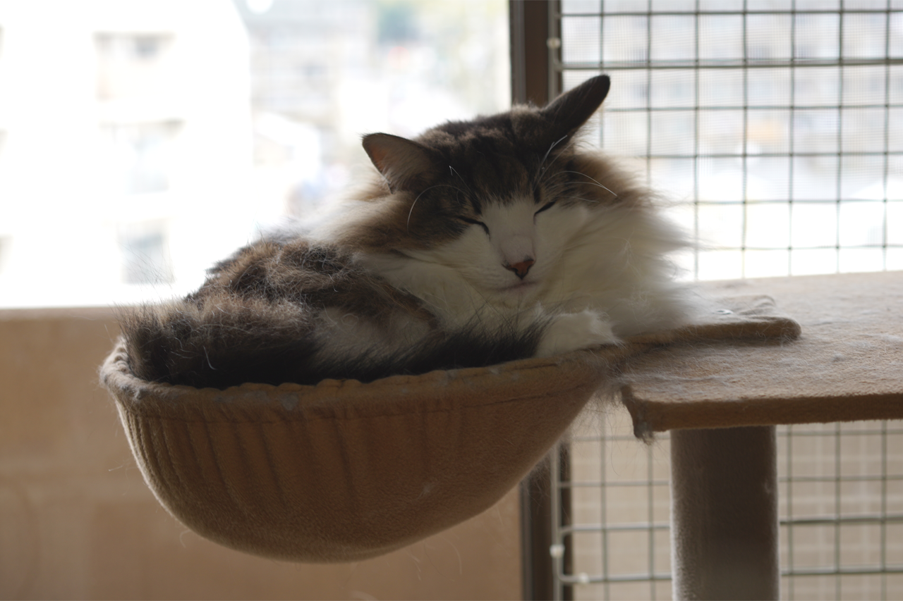 f:id:kazuhiro0214:20210320000532p:plain