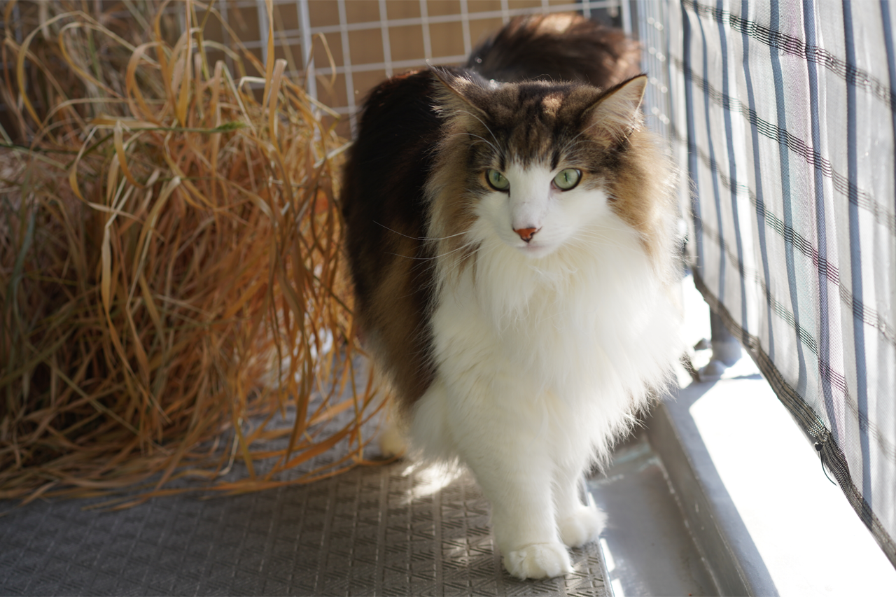 f:id:kazuhiro0214:20210320000616p:plain