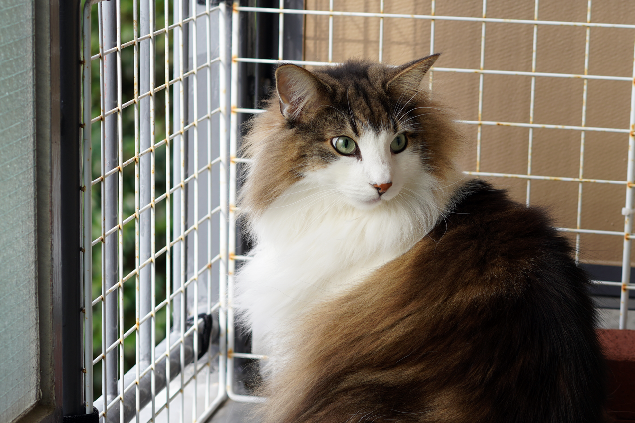 f:id:kazuhiro0214:20210320000713p:plain