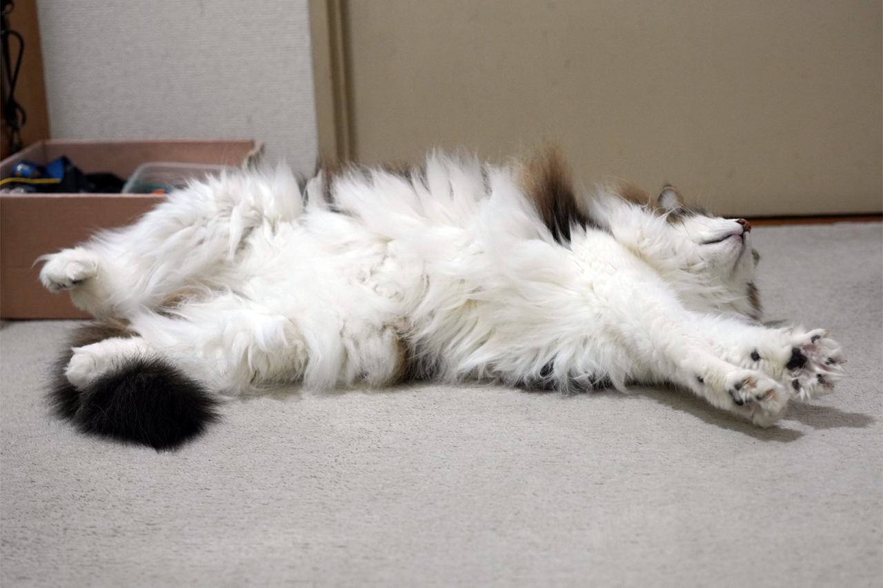 f:id:kazuhiro0214:20210320000858p:plain