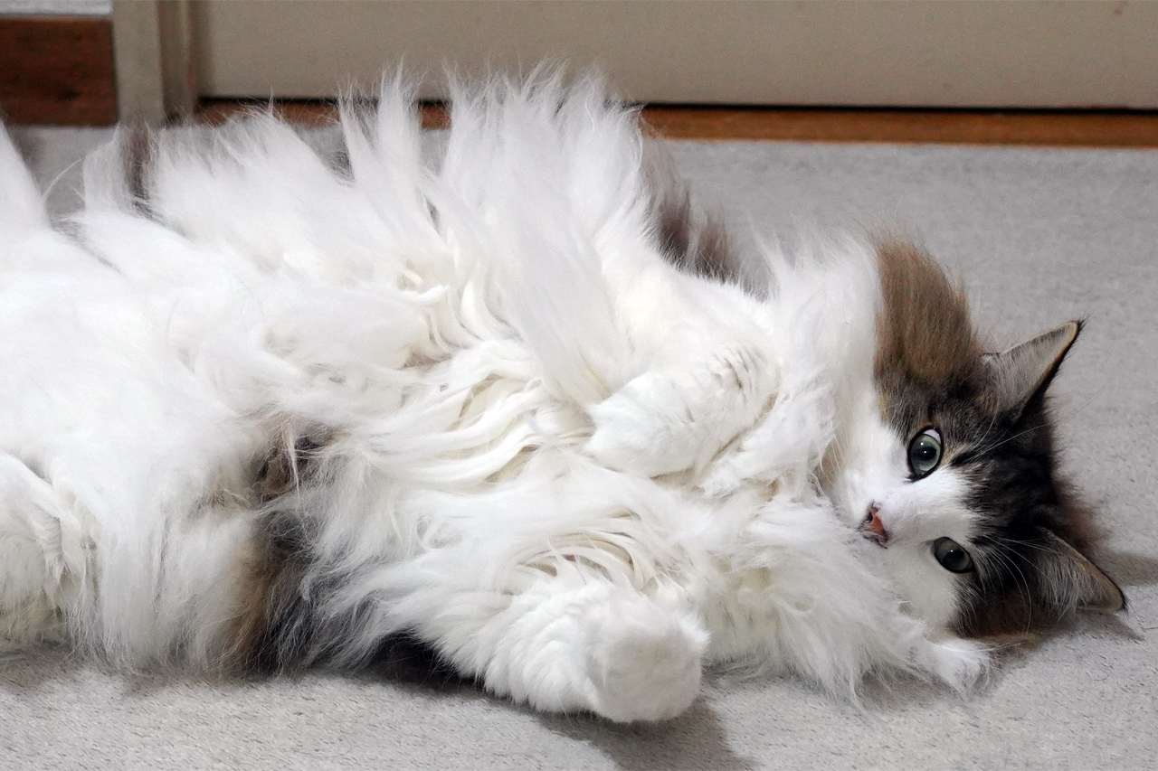 f:id:kazuhiro0214:20210320000941p:plain