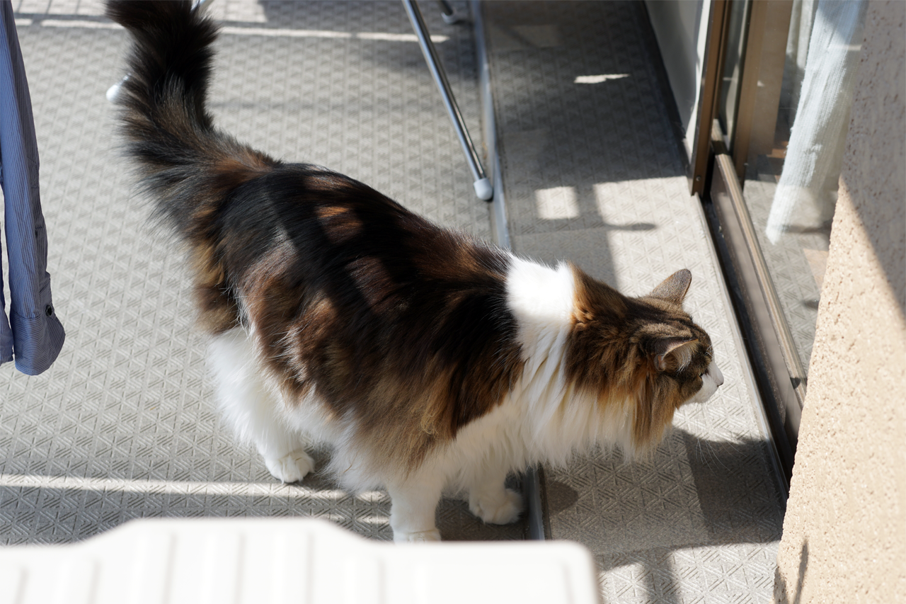 f:id:kazuhiro0214:20210323222100p:plain