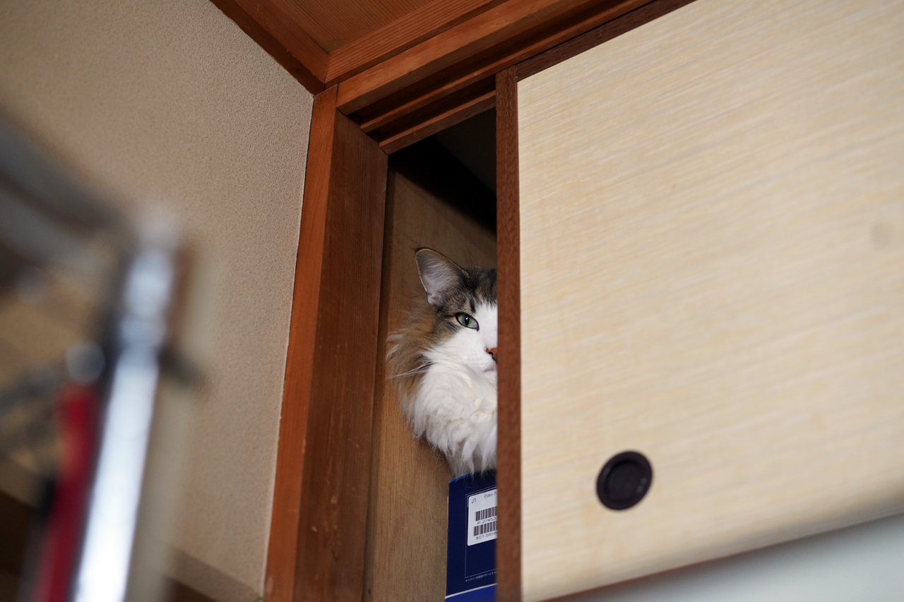 f:id:kazuhiro0214:20210325235248p:plain