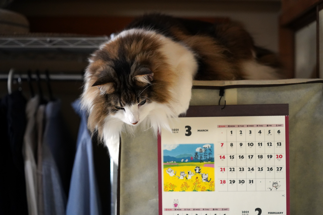 f:id:kazuhiro0214:20210325235700p:plain