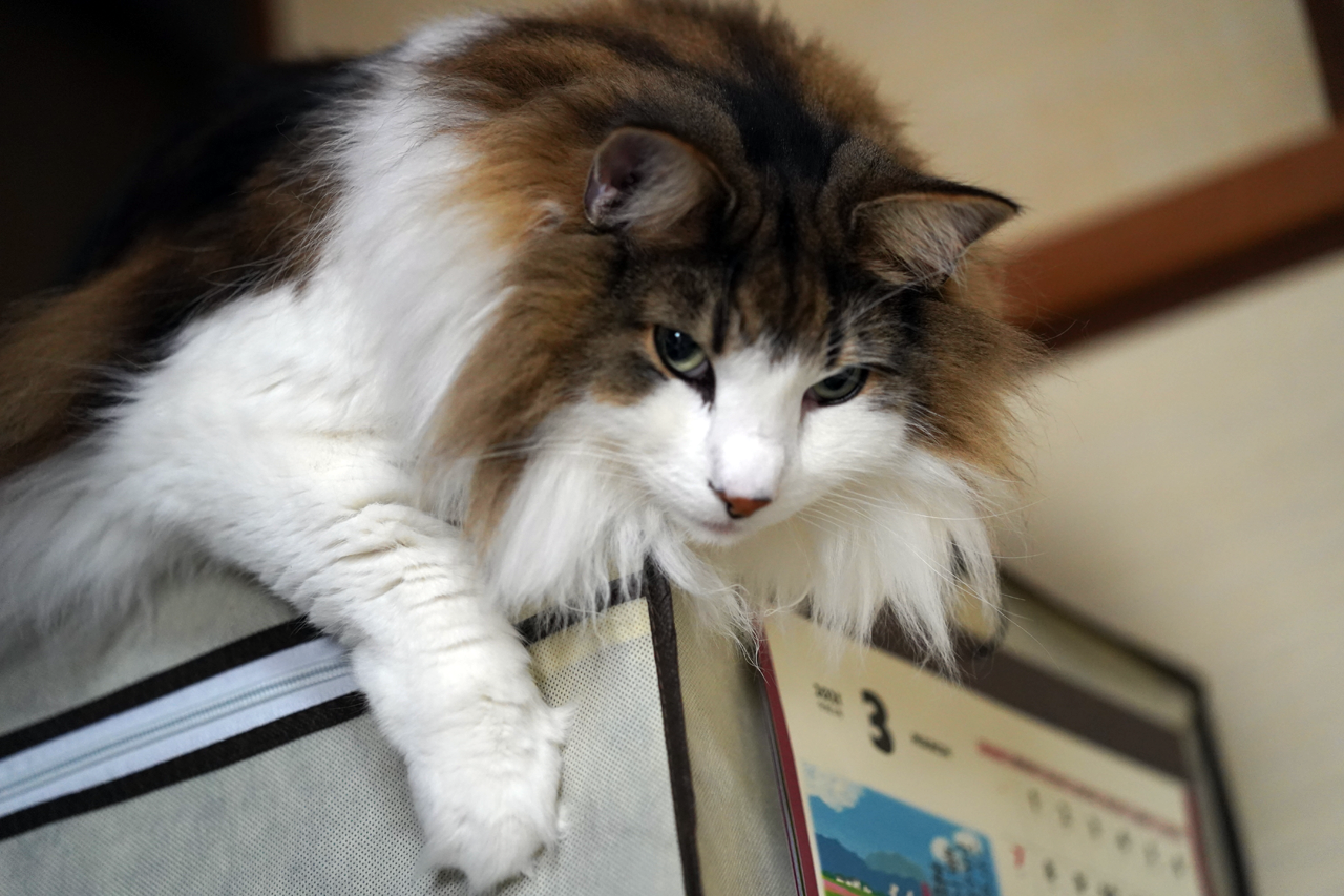 f:id:kazuhiro0214:20210325235730p:plain