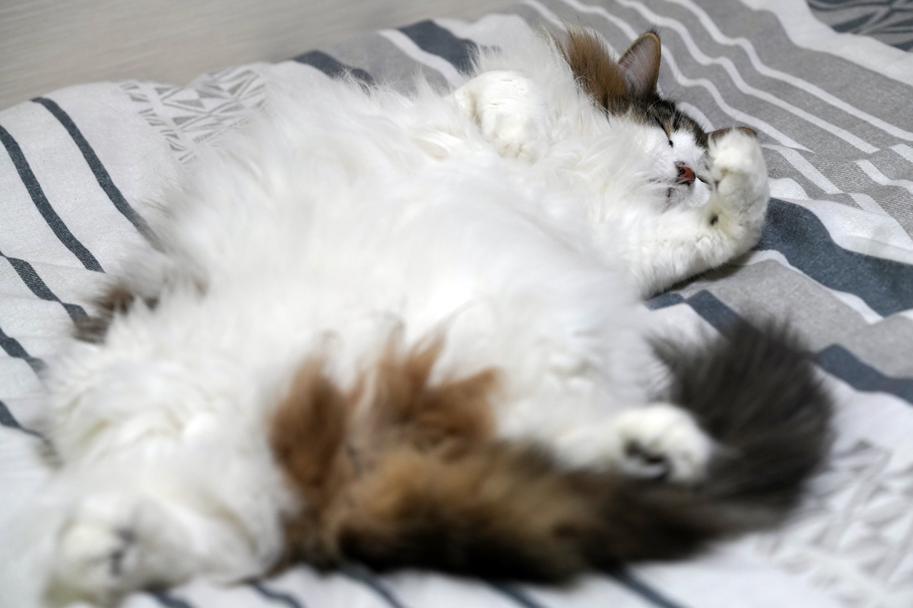 f:id:kazuhiro0214:20210402232658p:plain