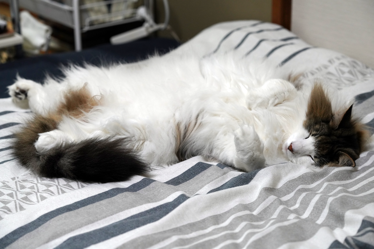 f:id:kazuhiro0214:20210402232740p:plain