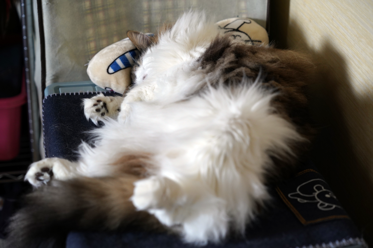 f:id:kazuhiro0214:20210402233236p:plain