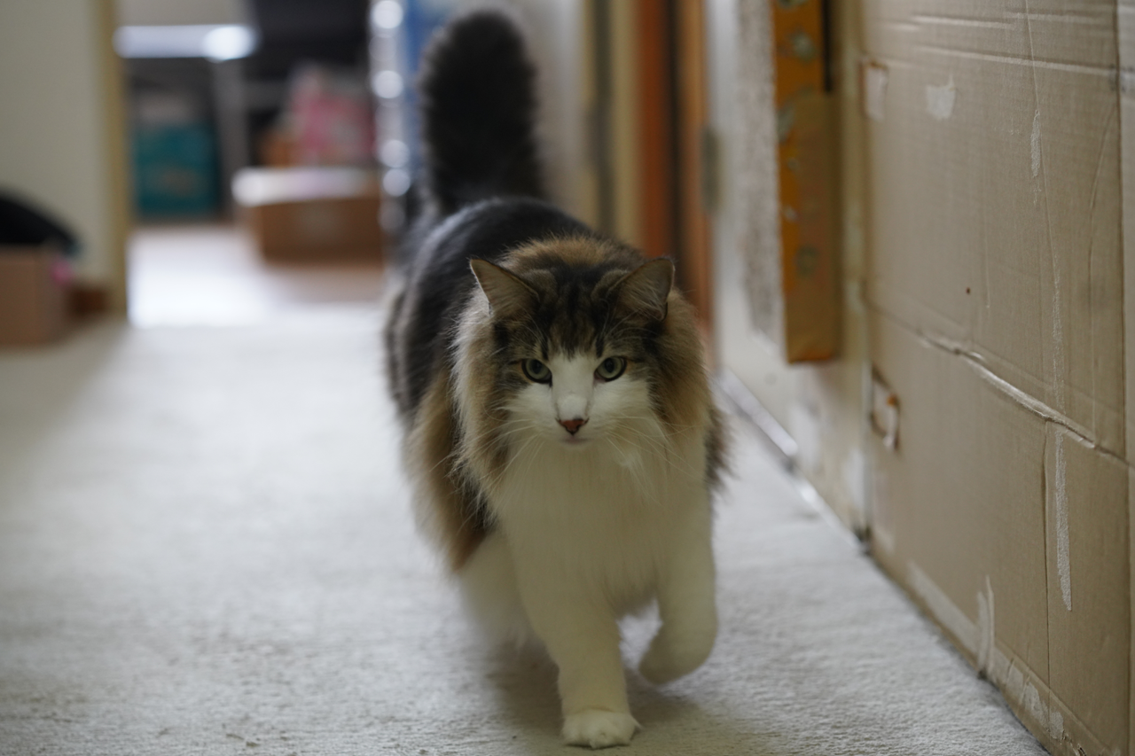 f:id:kazuhiro0214:20210404221649p:plain