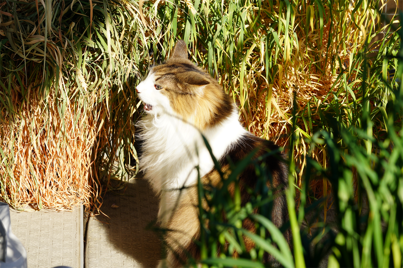 f:id:kazuhiro0214:20210404221735p:plain