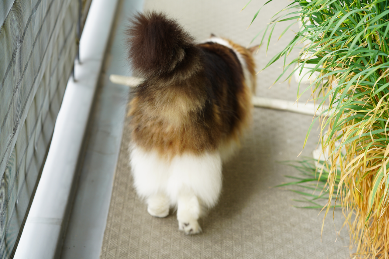 f:id:kazuhiro0214:20210404221758p:plain