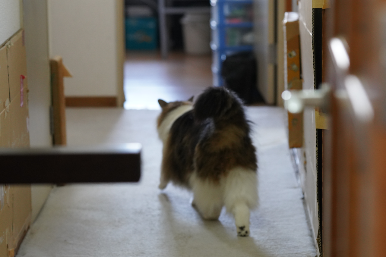 f:id:kazuhiro0214:20210404221837p:plain