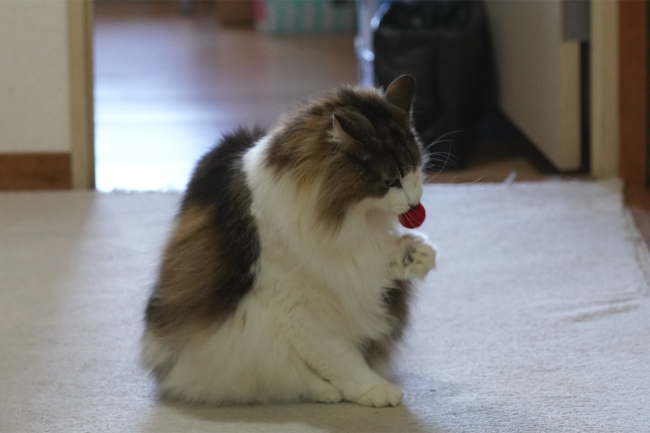 f:id:kazuhiro0214:20210404221857p:plain