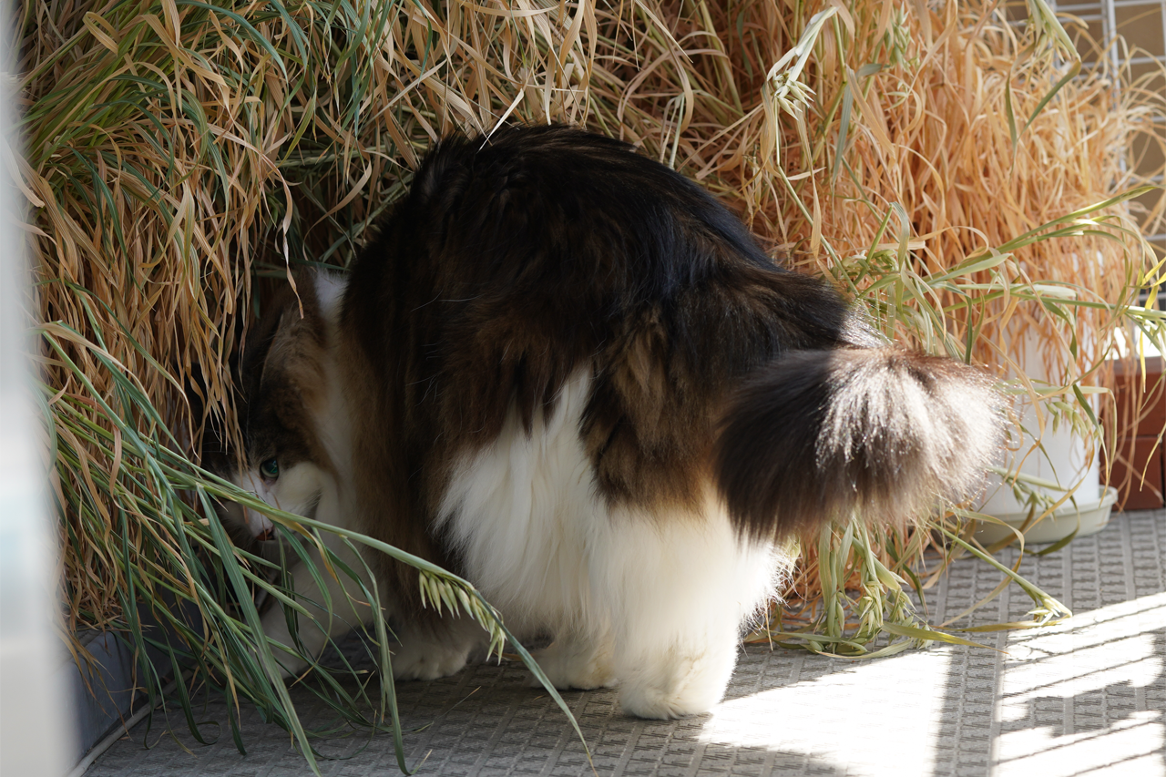 f:id:kazuhiro0214:20210406231604p:plain