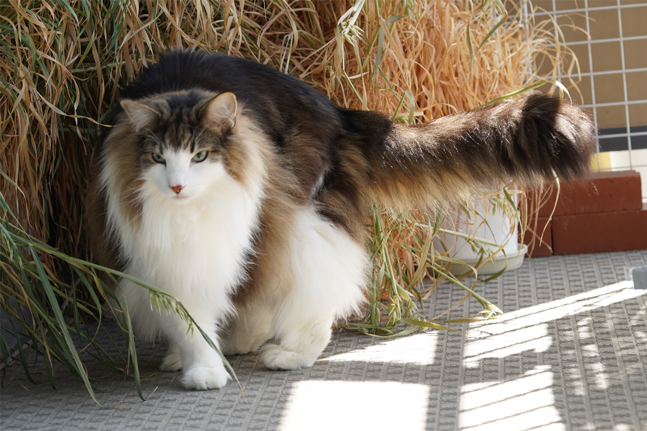 f:id:kazuhiro0214:20210406231640p:plain