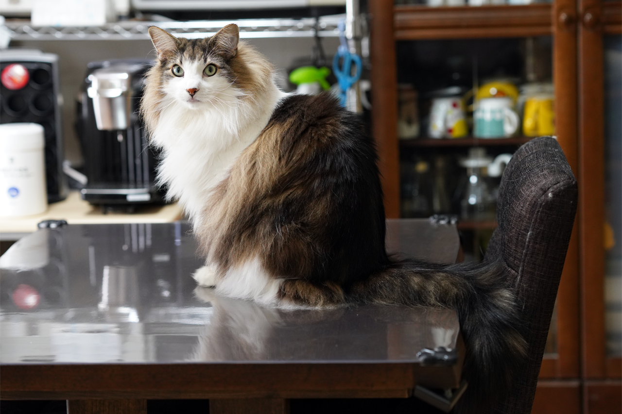 f:id:kazuhiro0214:20210406232110p:plain