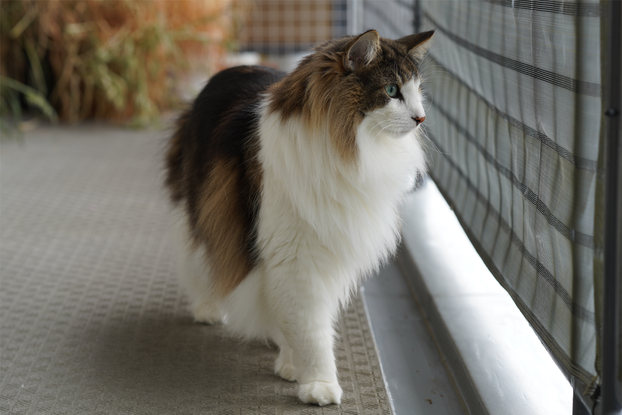 f:id:kazuhiro0214:20210406232300p:plain