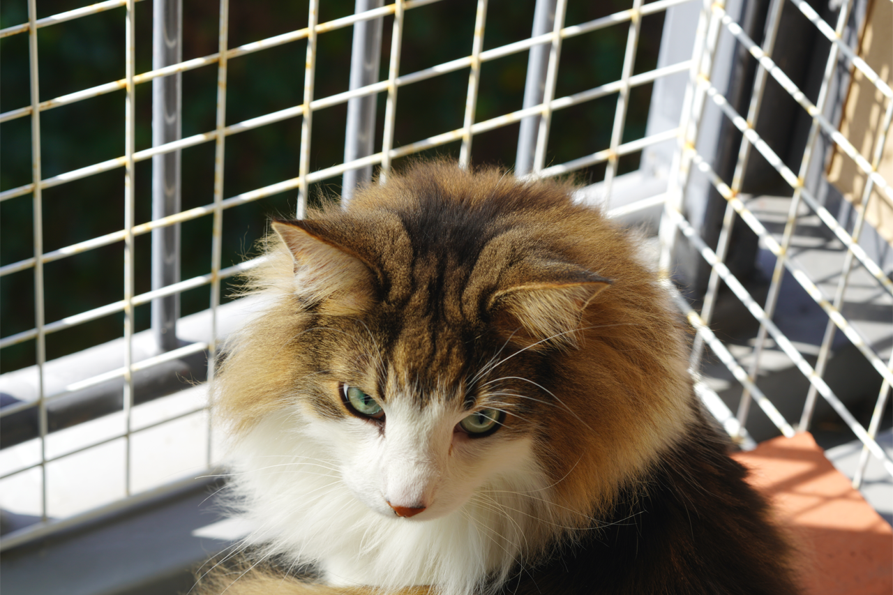 f:id:kazuhiro0214:20210408232122p:plain