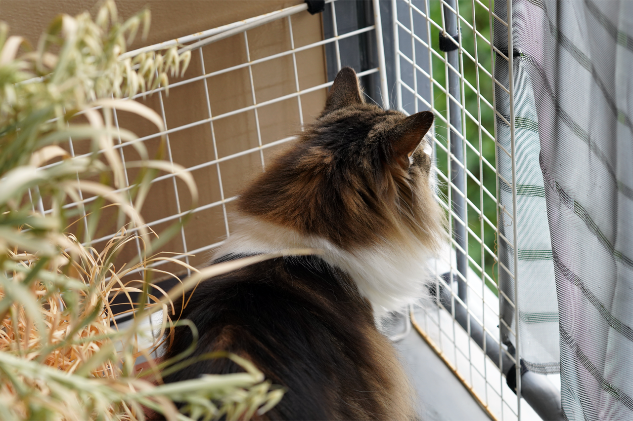 f:id:kazuhiro0214:20210411004534p:plain