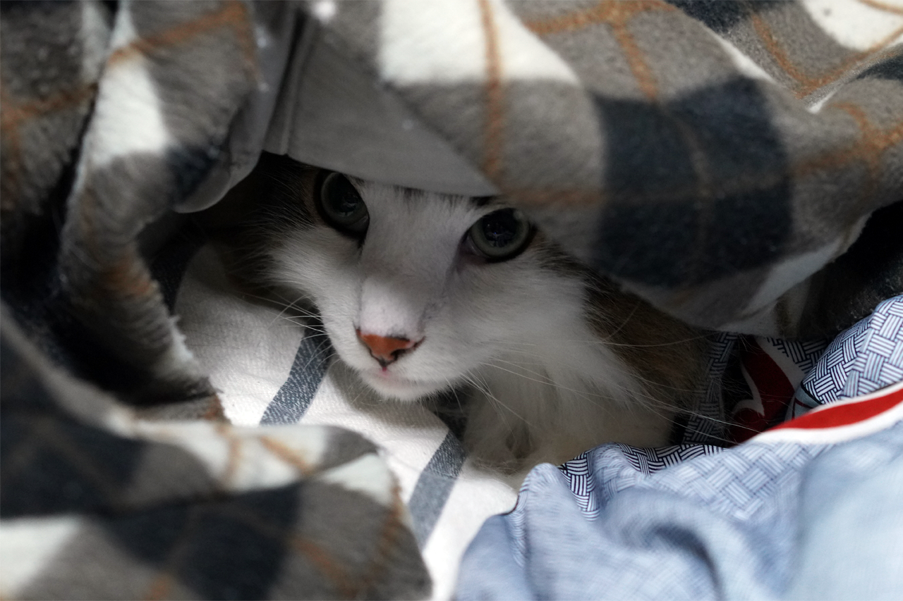 f:id:kazuhiro0214:20210411004755p:plain