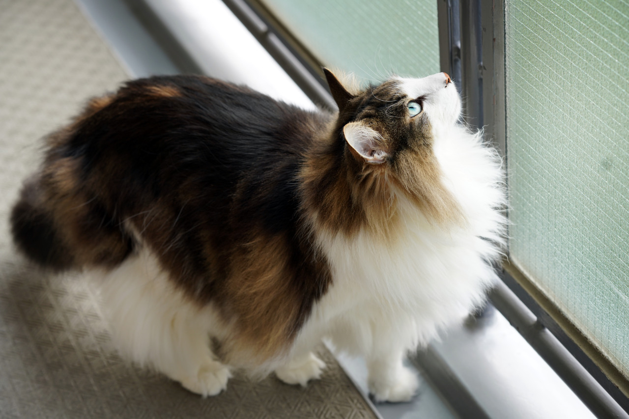 f:id:kazuhiro0214:20210422231426p:plain