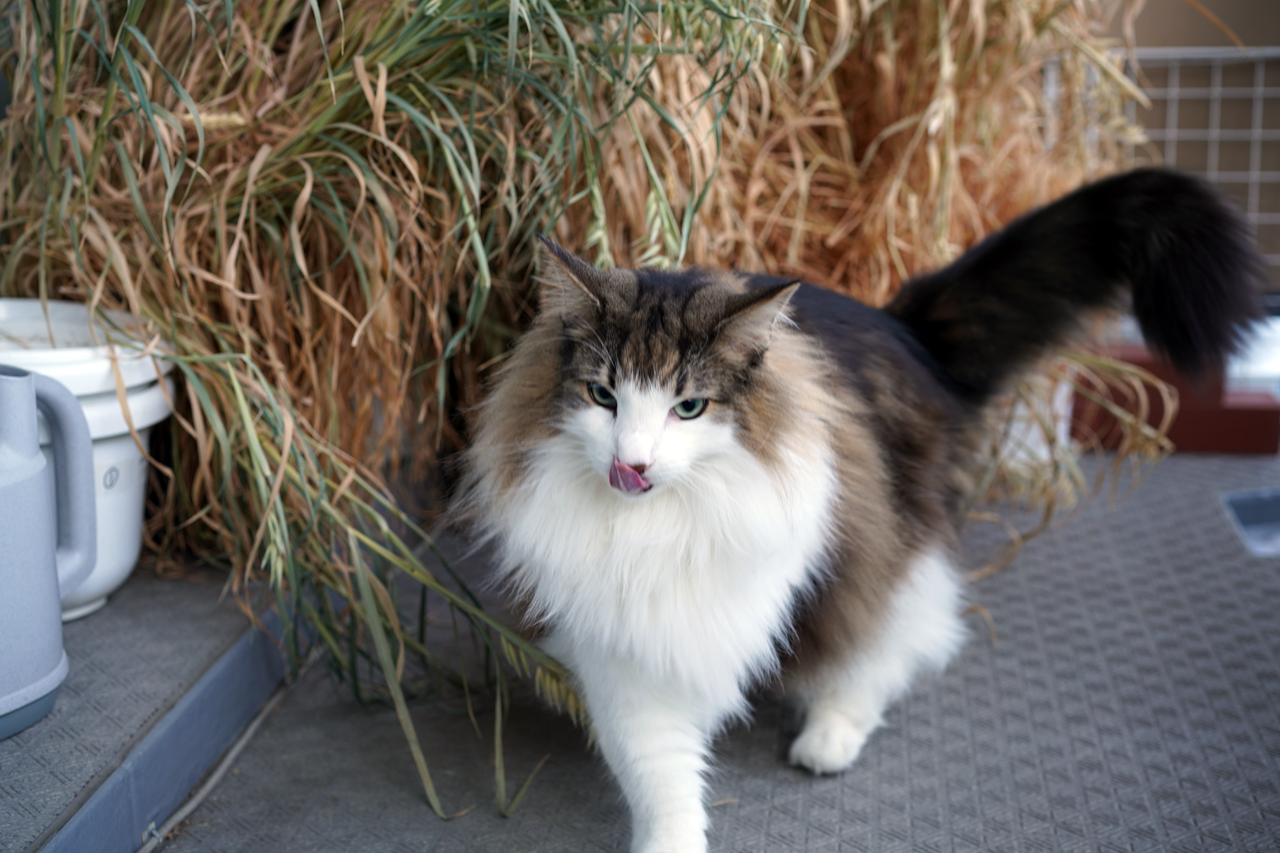 f:id:kazuhiro0214:20210422231537p:plain