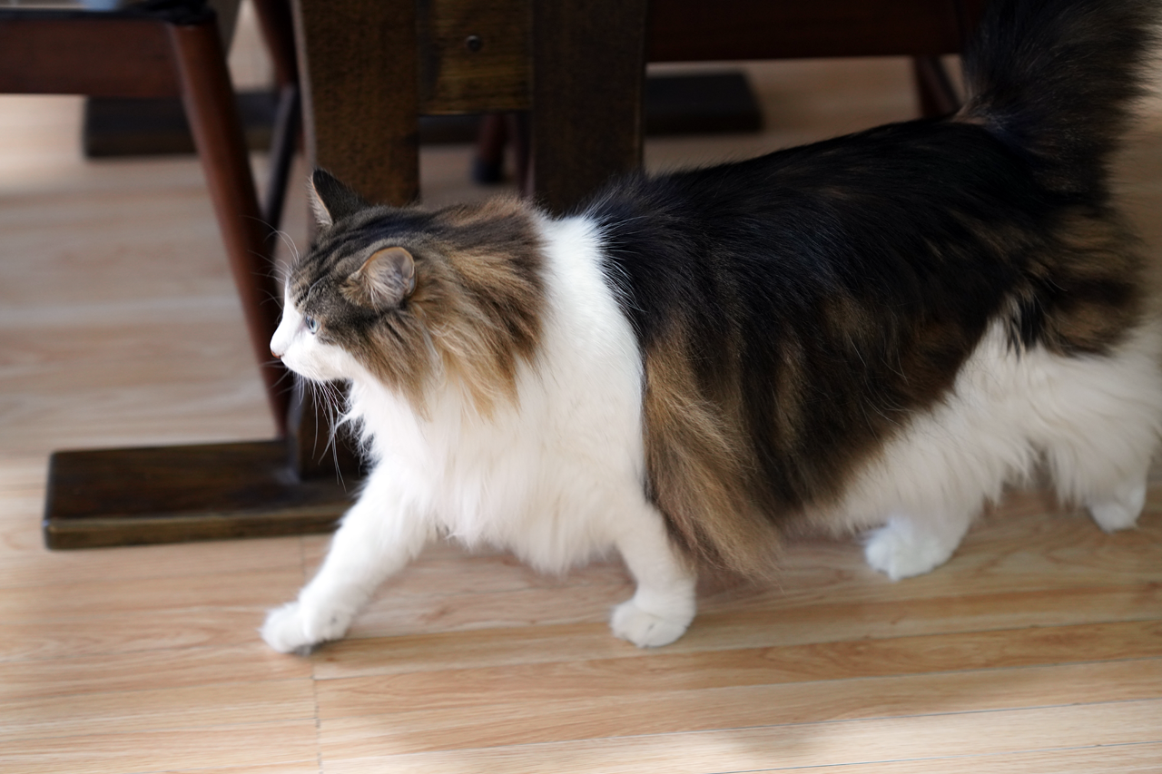 f:id:kazuhiro0214:20210422232043p:plain