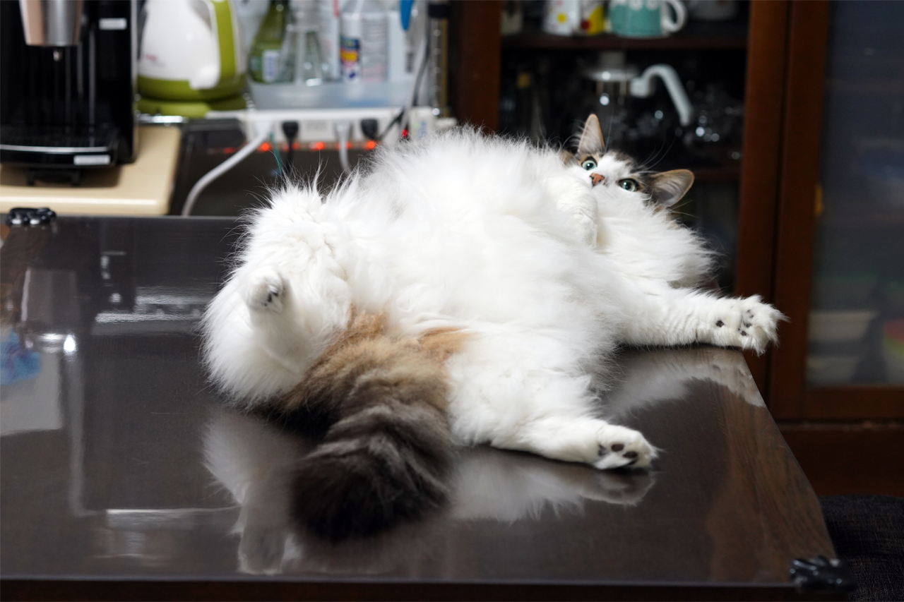 f:id:kazuhiro0214:20210422232205p:plain