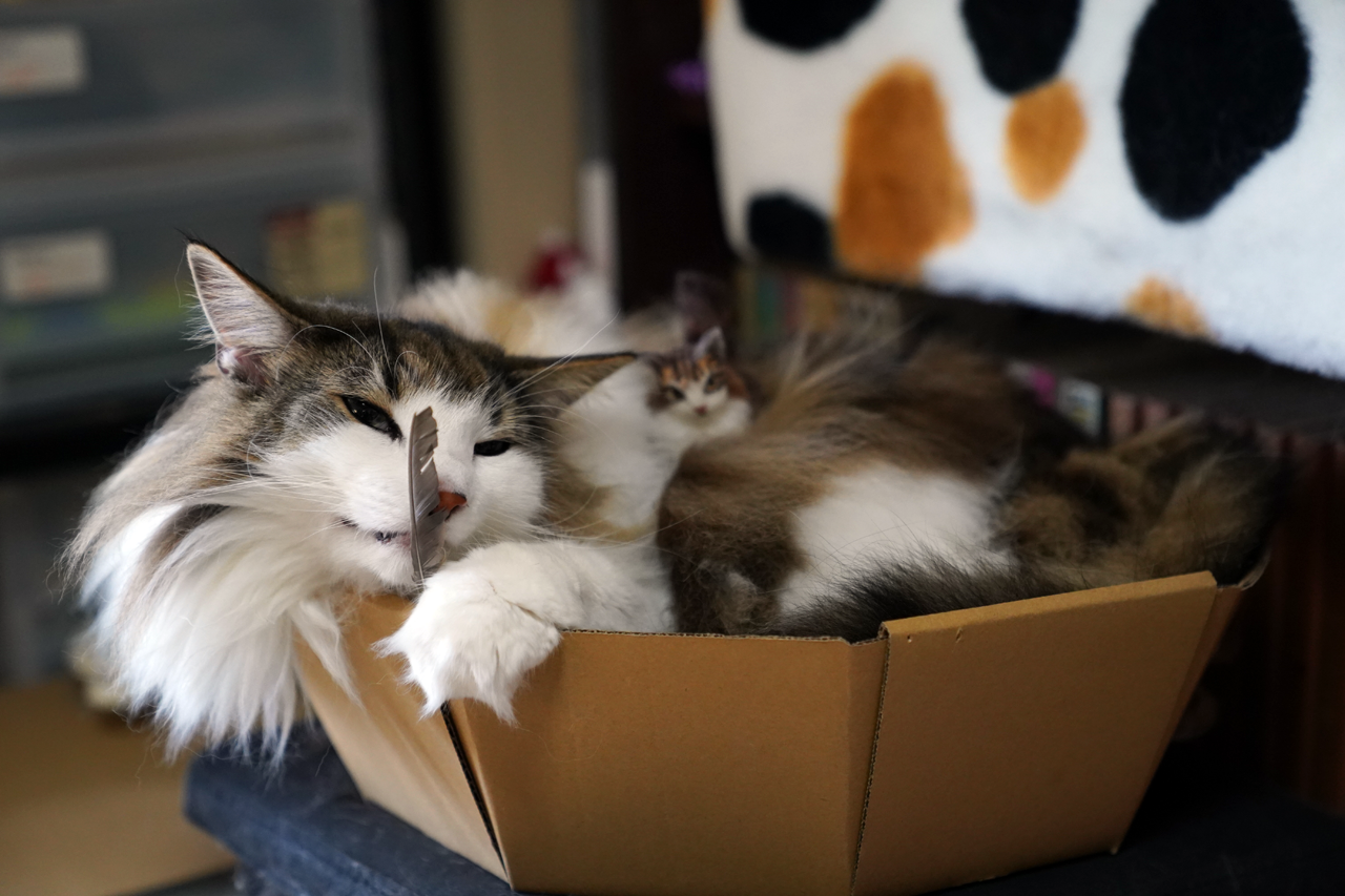 f:id:kazuhiro0214:20210422232334p:plain