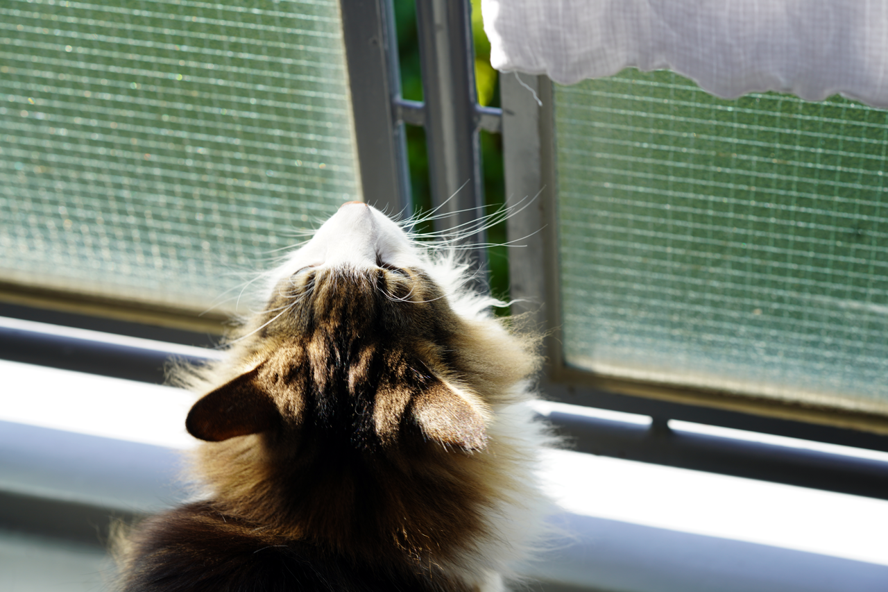 f:id:kazuhiro0214:20210502234405p:plain