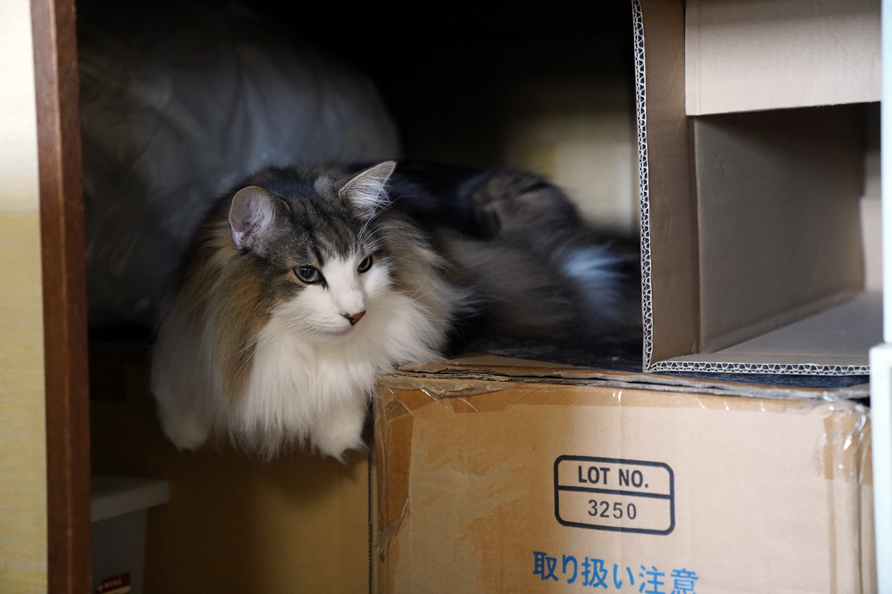 f:id:kazuhiro0214:20210506232206p:plain