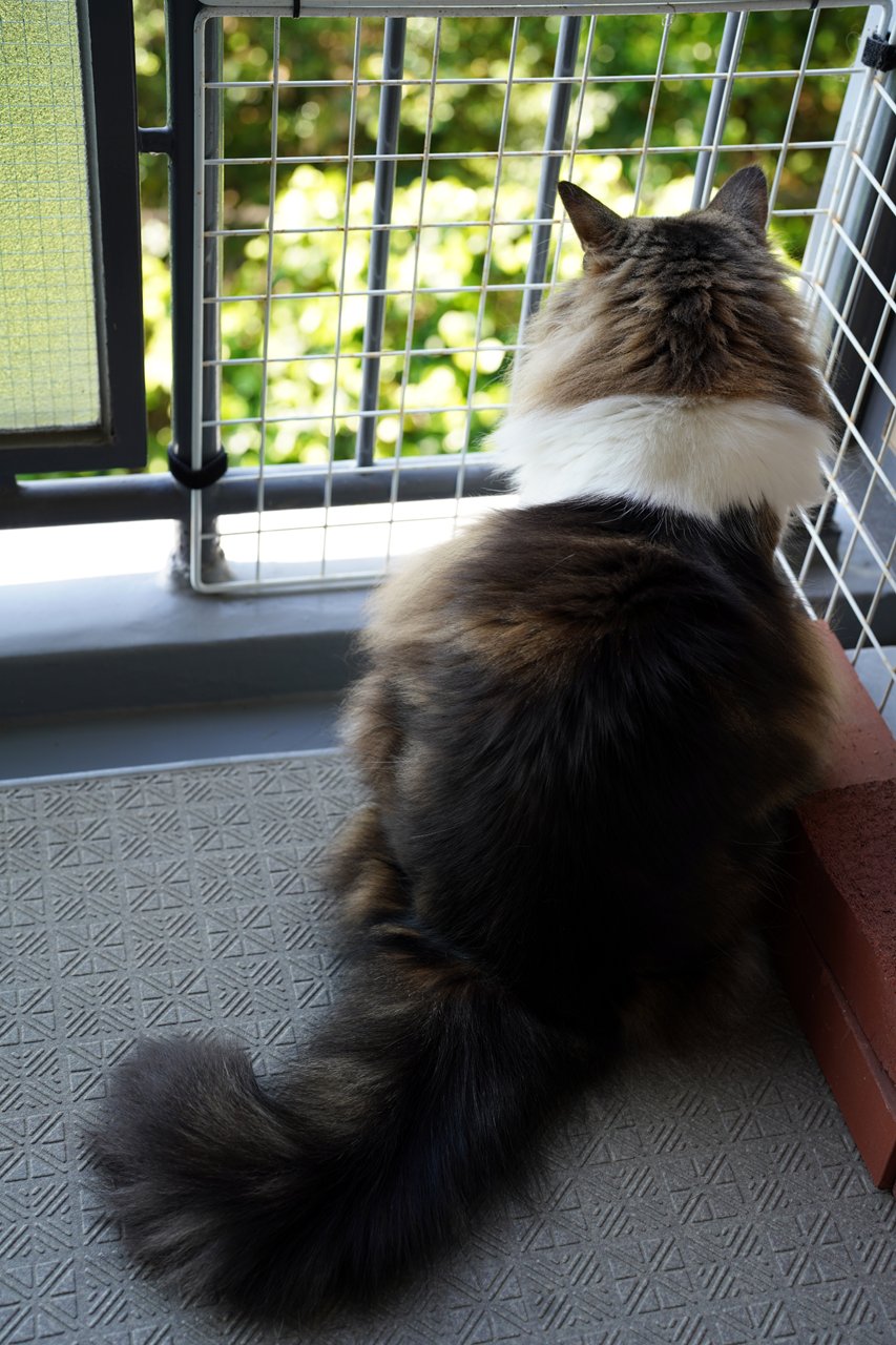 f:id:kazuhiro0214:20210514234756p:plain