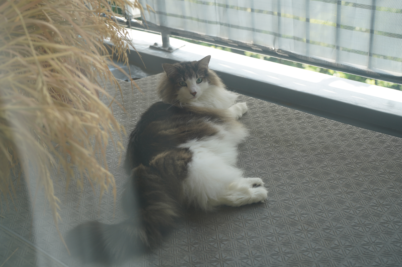 f:id:kazuhiro0214:20210516221155p:plain