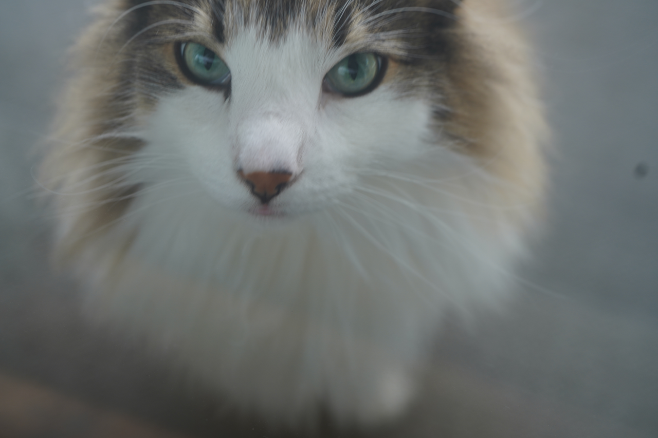 f:id:kazuhiro0214:20210516221351p:plain