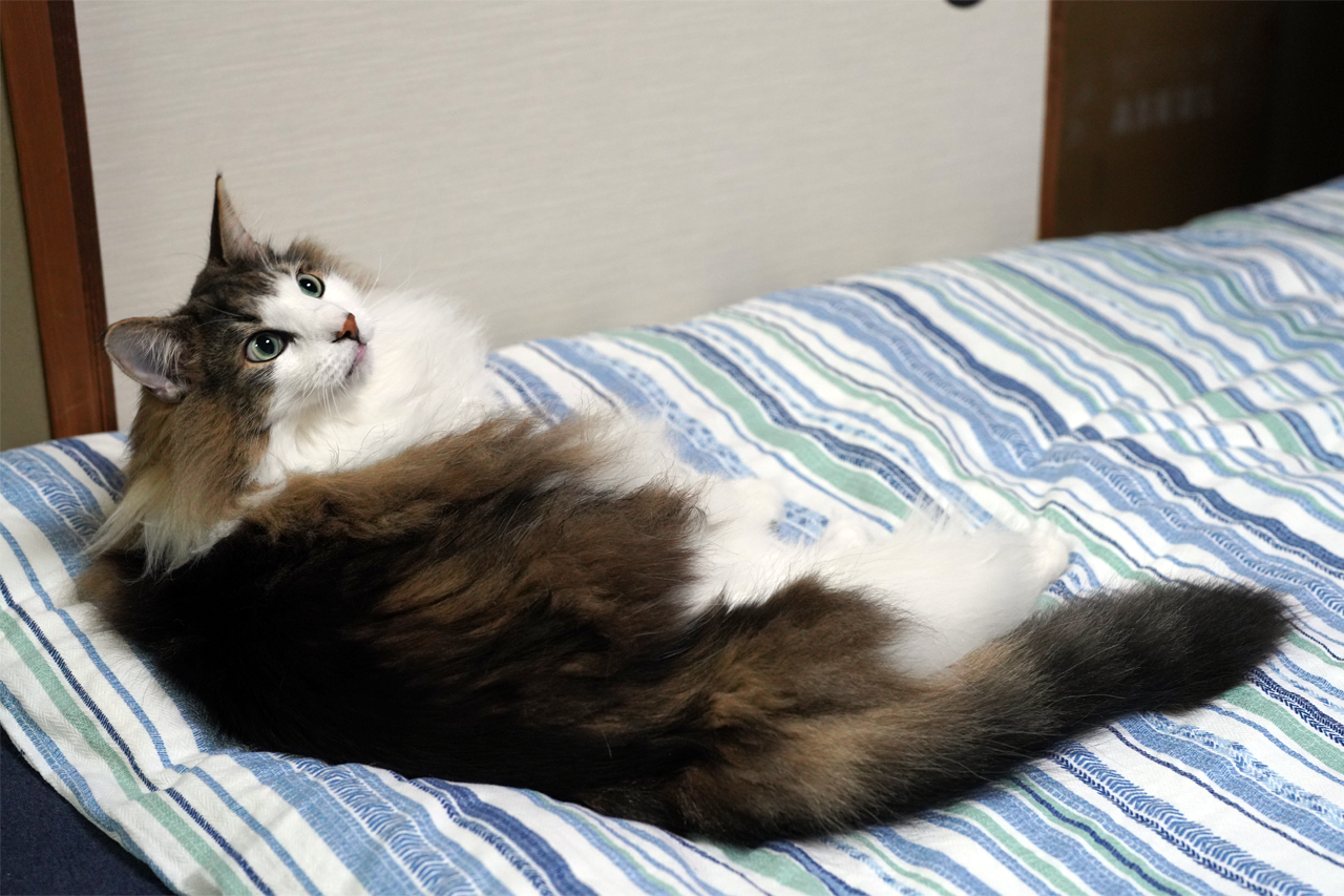 f:id:kazuhiro0214:20210524231805p:plain