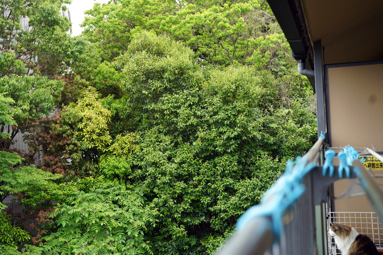 f:id:kazuhiro0214:20210526232940p:plain