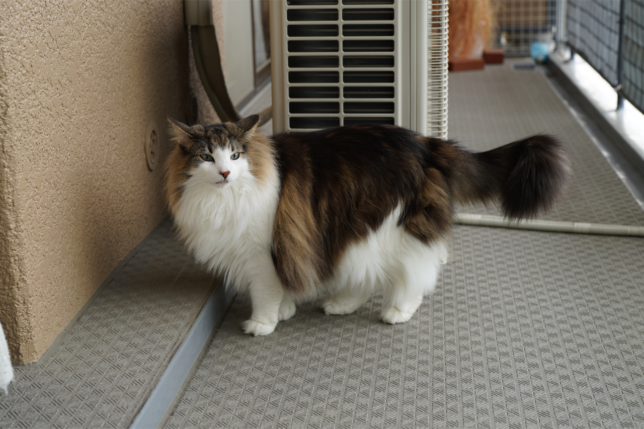 f:id:kazuhiro0214:20210601231924p:plain