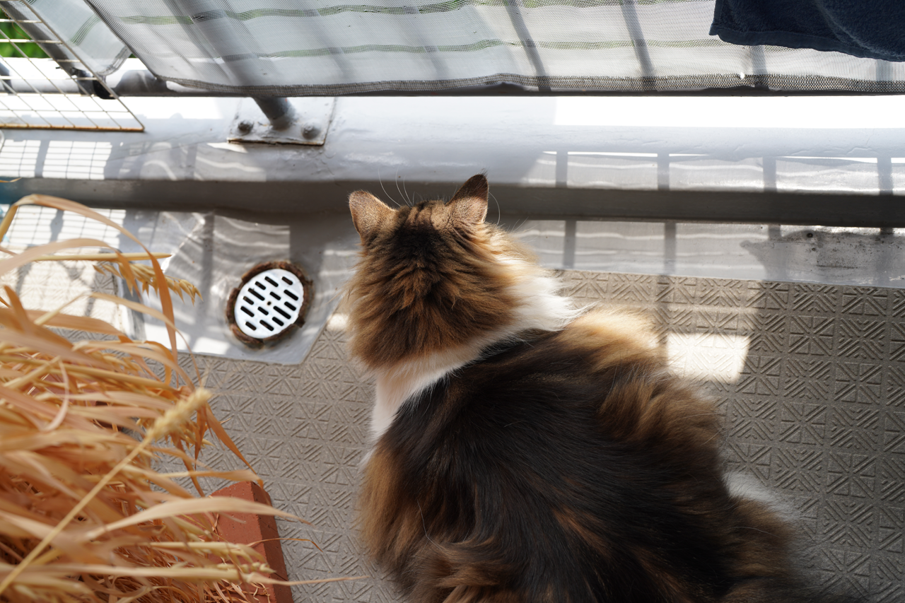 f:id:kazuhiro0214:20210603225554p:plain