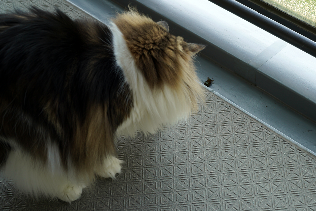 f:id:kazuhiro0214:20210609232249p:plain
