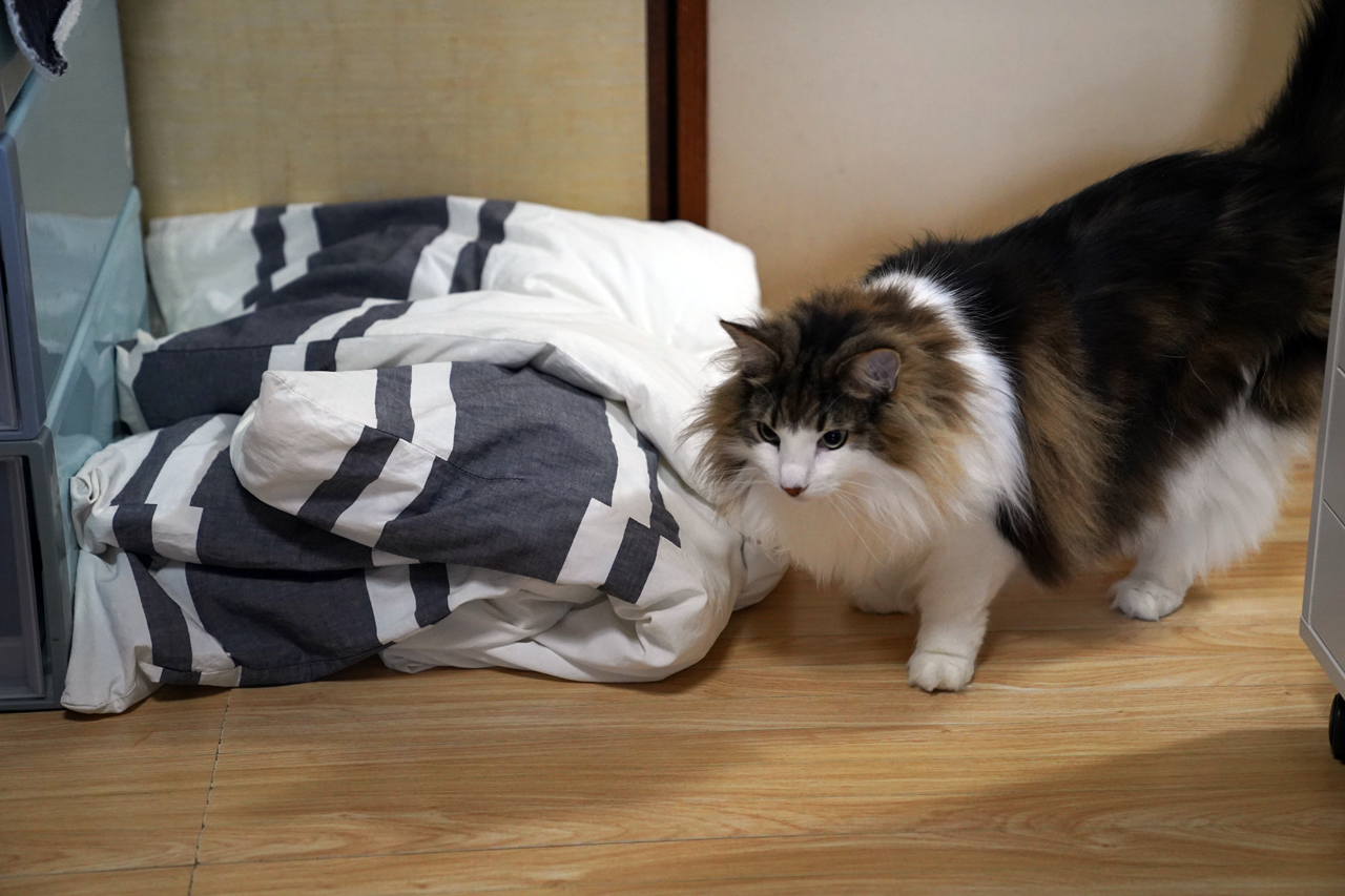f:id:kazuhiro0214:20210617223437p:plain