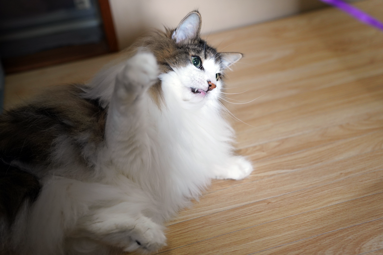 f:id:kazuhiro0214:20210621221835p:plain