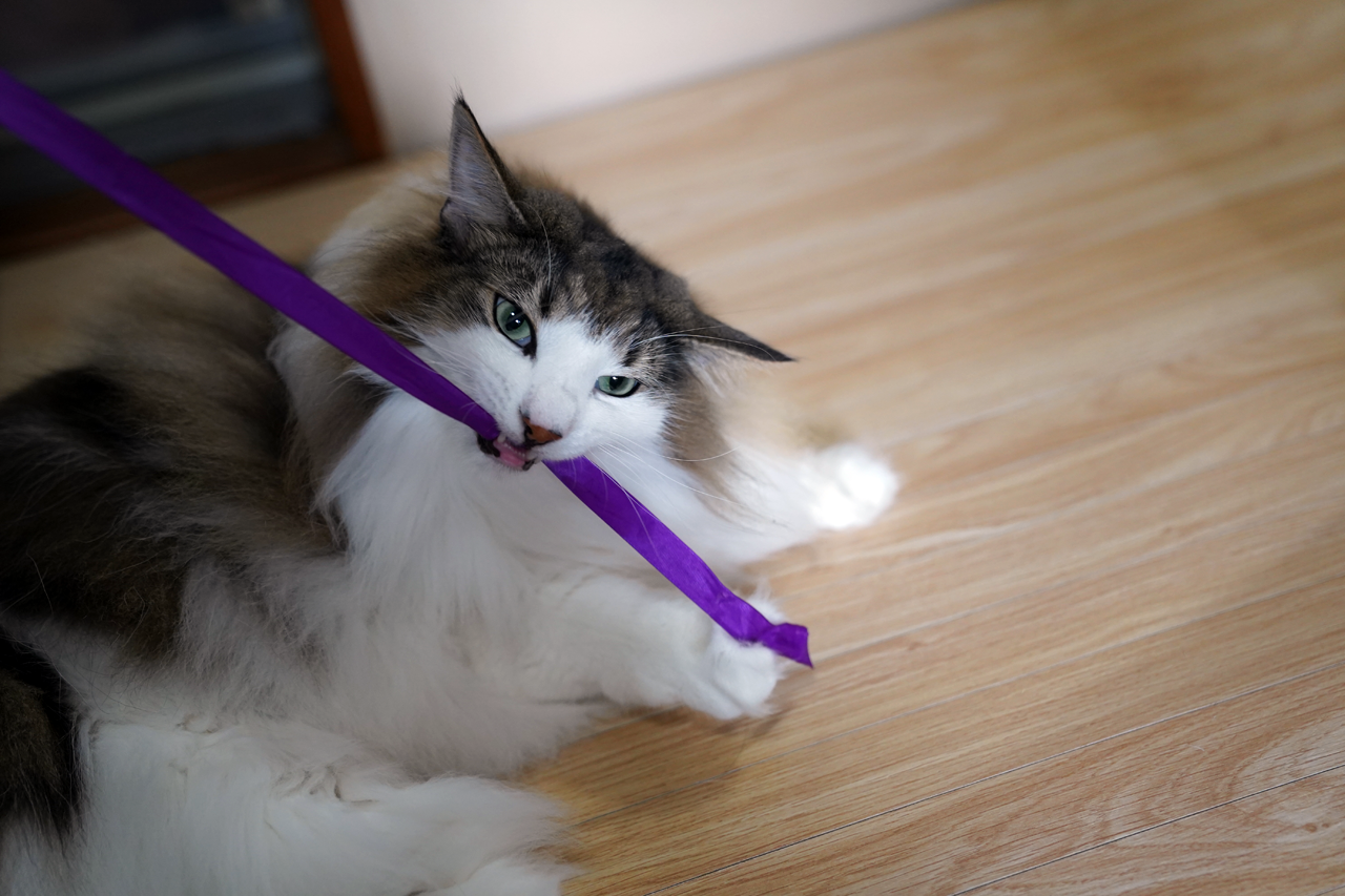 f:id:kazuhiro0214:20210621221919p:plain