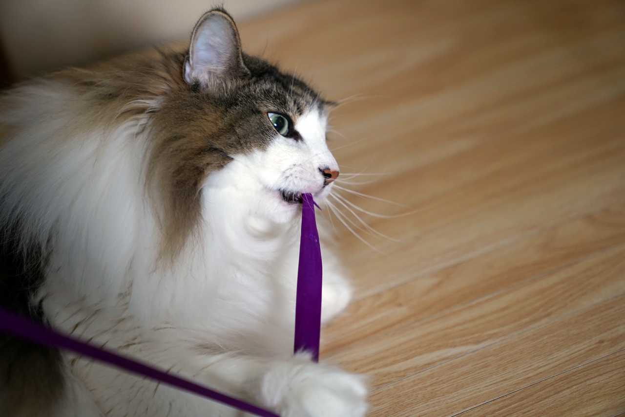 f:id:kazuhiro0214:20210621222007p:plain